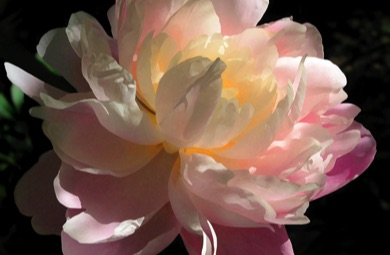 Peony